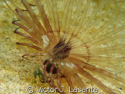 banded tube-dwelling anemone in crash boat dive site in A... by Victor J. Lasanta 